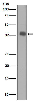 Synaptophysin Rabbit mAb