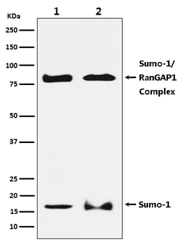 Sumo 1 Rabbit mAb Antibody