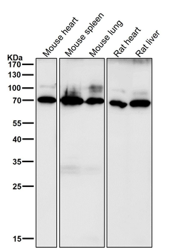 CD86 Rabbit mAb