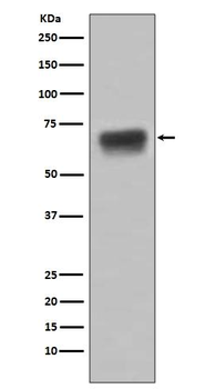 CD86 Rabbit mAb