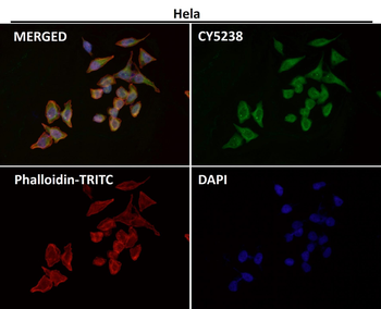 CD86 Rabbit mAb