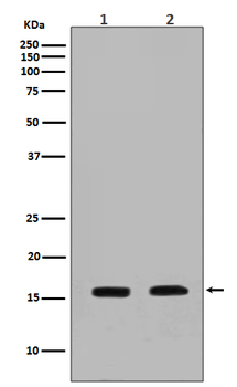 Calmodulin Rabbit mAb Antibody