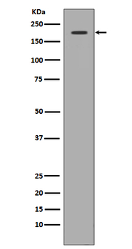 Met (c-Met) Rabbit mAb Antibody