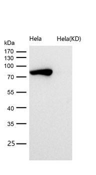 STAT1 Rabbit mAb [KD Validated]
