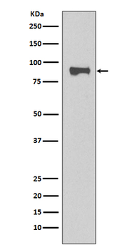 STAT1 Rabbit mAb [KD Validated]