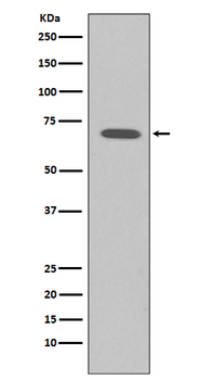 Raf1 Rabbit mAb [KD Validated]