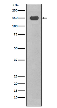CD11c Rabbit mAb Antibody