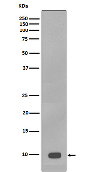 S100B Rabbit mAb Antibody