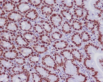 MCM2 Rabbit mAb Antibody