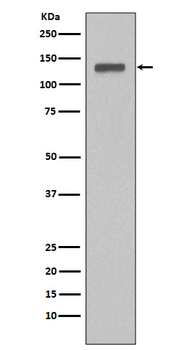 MCM2 Rabbit mAb Antibody