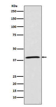 MCL1 Rabbit mAb