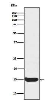 Histone H3 (acetyl K56) Rabbit mAb [KD Validated]