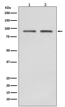 Hsp90 beta Rabbit mAb [KD Validated]