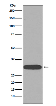 CDK1 Rabbit mAb