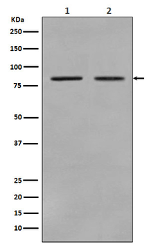 STAT3 Rabbit mAb Antibody