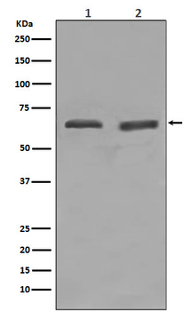 YY1 Rabbit mAb Antibody