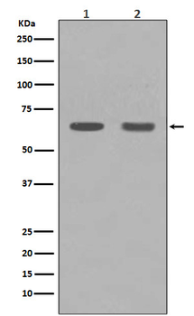 HDAC1 Rabbit mAb [KD Validated]