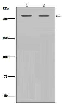 Filamin A Rabbit mAb Antibody