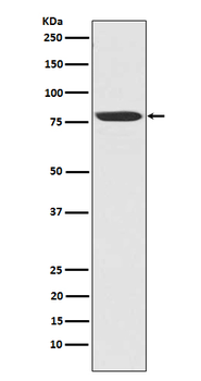 NAK/TBK1 (N-term) Rabbit mAb Antibody