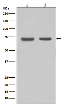 FUBP1 Rabbit mAb Antibody