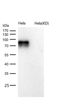 CD44 Rabbit mAb [KD Validated]