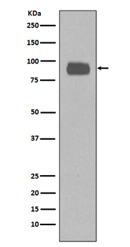CD44 Rabbit mAb [KD Validated]