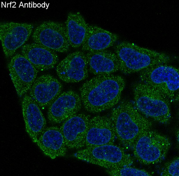 Nrf2 Rabbit mAb Antibody