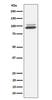 Nrf2 Rabbit mAb Antibody