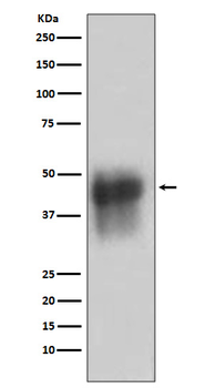CD46 Rabbit mAb Antibody