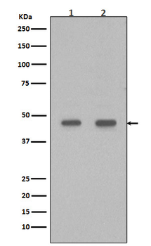 PDX1 Rabbit mAb Antibody