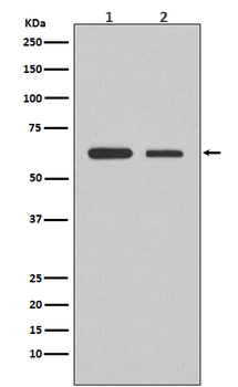 Smad2 Rabbit mAb Antibody