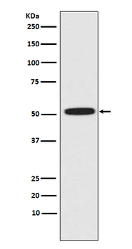 ERG Rabbit mAb