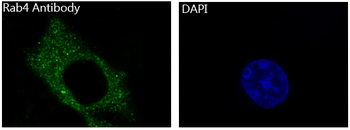 Rab4A Rabbit mAb Antibody