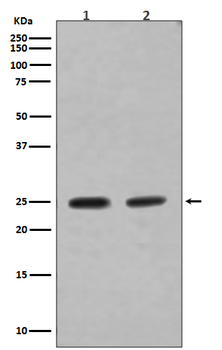 Rab4A Rabbit mAb Antibody