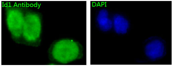 Id1 Rabbit mAb Antibody
