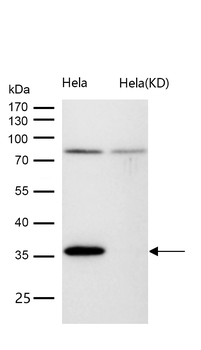 Rad51 Rabbit mAb [KD Validated]