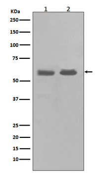 Chk1 Rabbit mAb Antibody