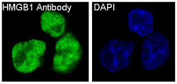 HMGB1 Rabbit mAb Antibody
