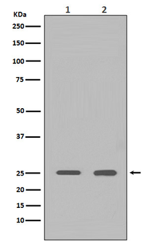 HMGB1 Rabbit mAb Antibody
