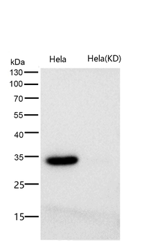 Caspase-3 Rabbit mAb [KD Validated]