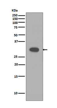 Caspase-3 Rabbit mAb [KD Validated]