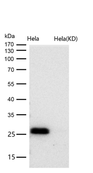 Bcl-XL Rabbit mAb [KD Validated]