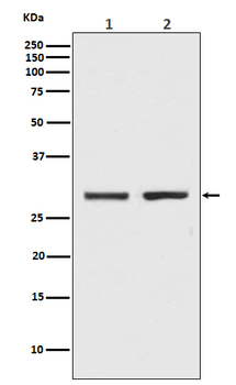 Bcl-XL Rabbit mAb [KD Validated]