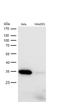 pro Caspase 3 Rabbit mAb [KD Validated]