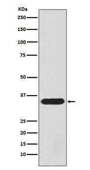 pro Caspase 3 Rabbit mAb [KD Validated]