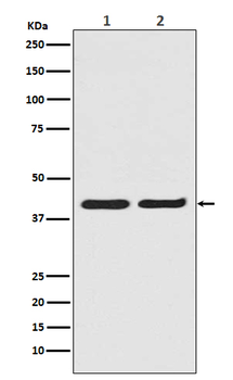 ERK2 Rabbit mAb Antibody