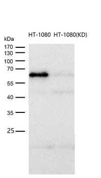 NF-κB p65 Rabbit mAb [KD Validated]