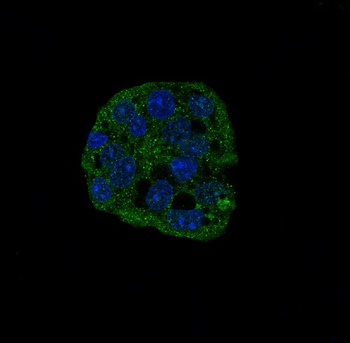 active Caspase-3 Rabbit mAb Antibody