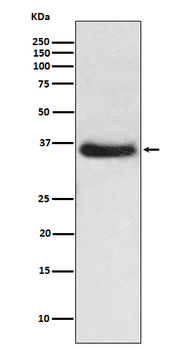 IKB alpha Rabbit mAb