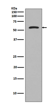Tau Rabbit mAb Antibody